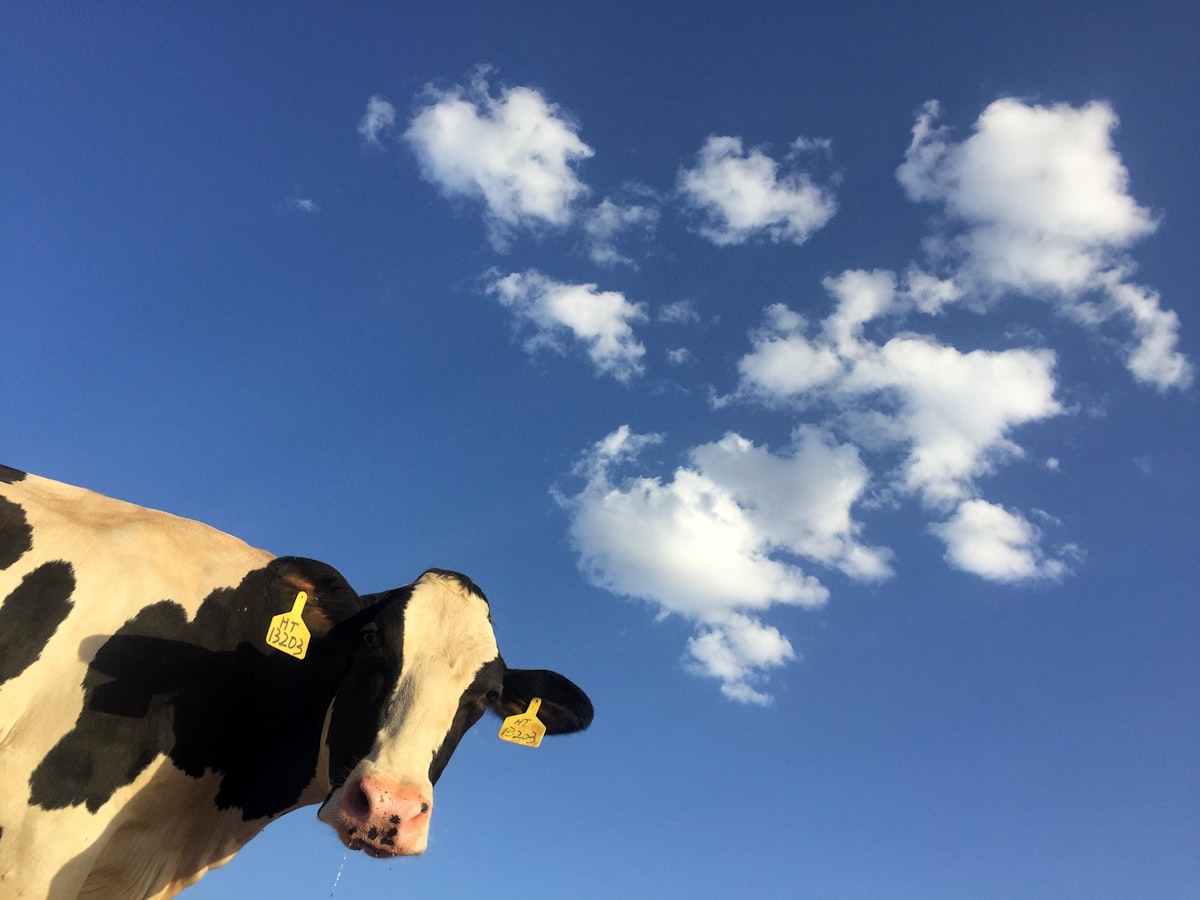 Toro de alta genética de la ganadería de nuestro cliente